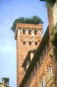 Case Guinigi and the Guinigi Tower, Lucca